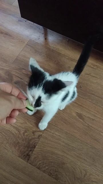 Кот ест огурец