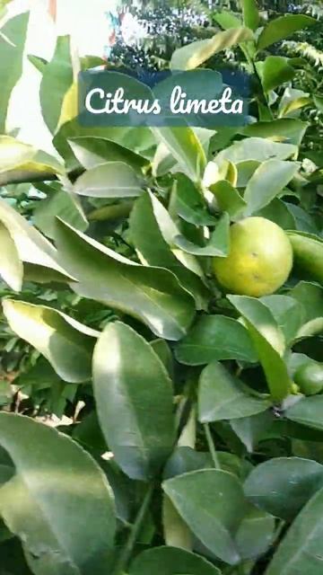 citrus limeta | sweet lemon | sweet fruit | sweet lemon tree #shorts #viralshorts смотреть онлайн