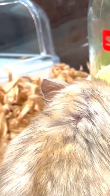 小刻みに揺れる耳が激カワ💗 ジャンガリアンハムスター #shorts смотреть онлайн
