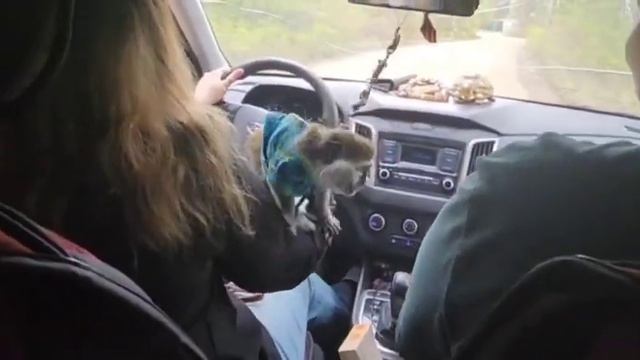 Мартышка Вася, за рулём. смотреть онлайн