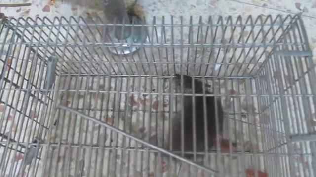 крыса смотреть онлайн