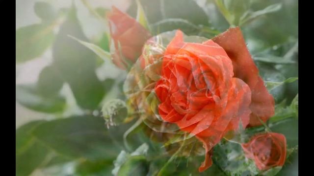 Красивые розы - nice roses смотреть онлайн