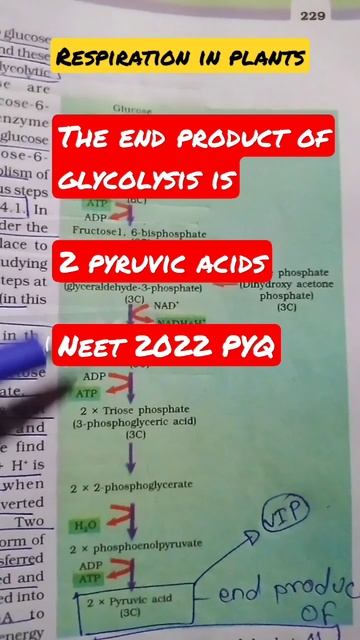 Respiration in plants ||🌷steps of glycolysis ||🎯#important steps смотреть онлайн