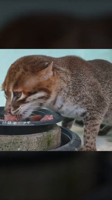 Gato de la Cabeza Plana #SHORTS смотреть онлайн