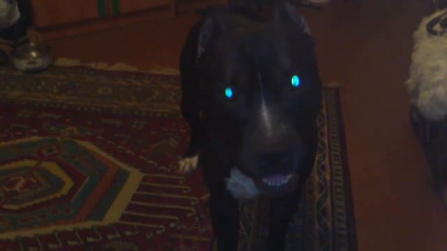 Фендос пердос)))