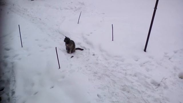 Соня после удачной охоты! смотреть онлайн