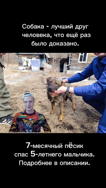 В Приморском крае собака спасла пропавшего пятилетнего мальчика, ночевавшего в лесу. смотреть онлайн