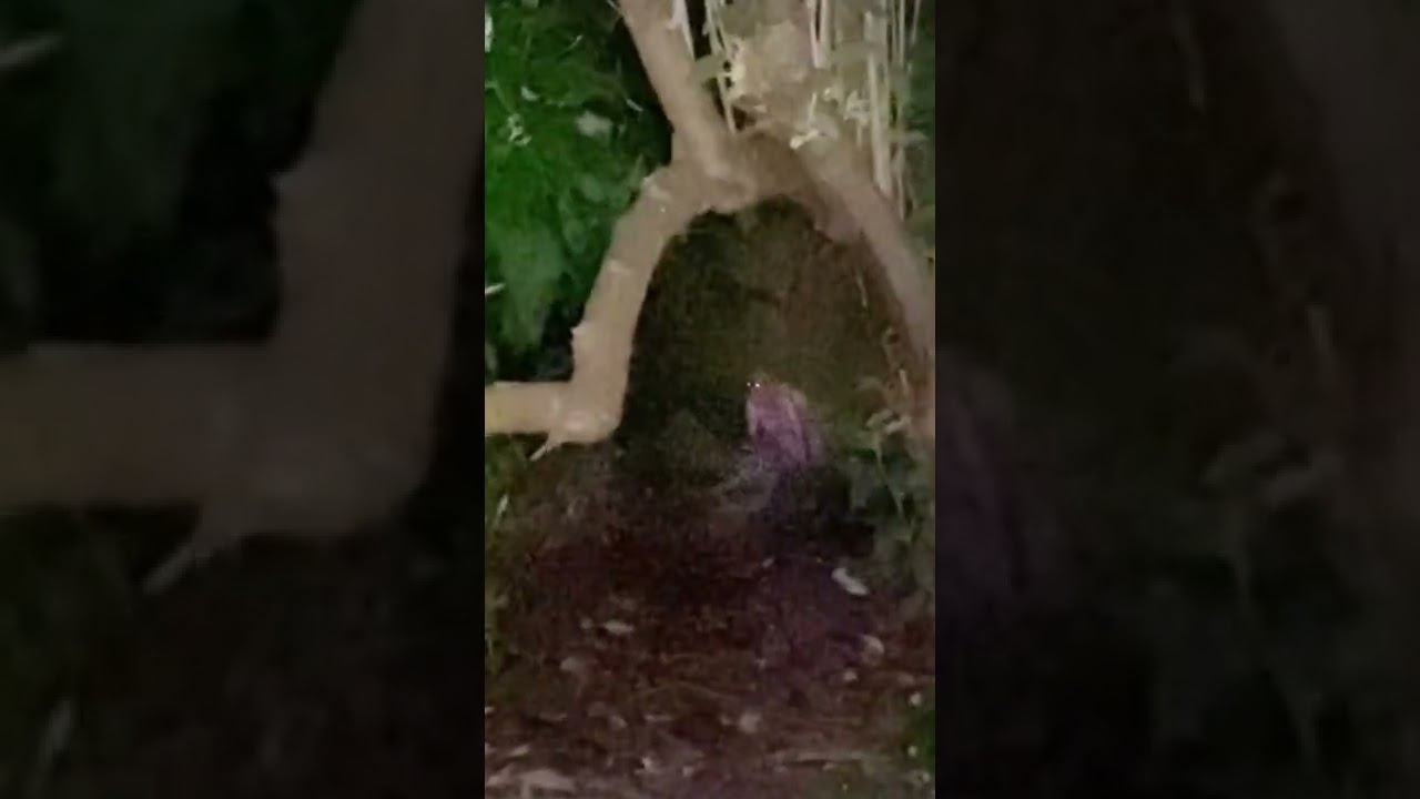 Страшные видео смотреть онлайн