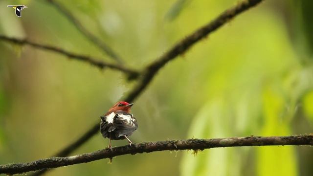 Club-Winged Manakin Dance смотреть онлайн
