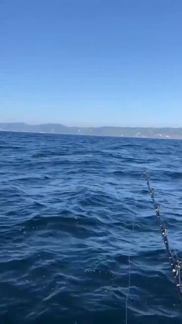 На Сахалине поймали 100-килограммовую акулу смотреть онлайн