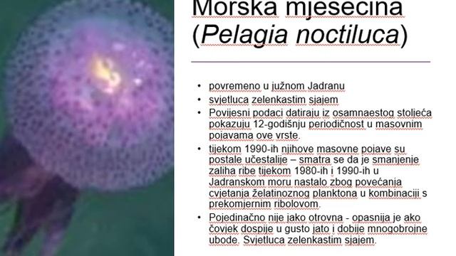 Morski beskraljesnjaci zooplankton zelatinozni - predavanje meduze i rebrasi смотреть онлайн