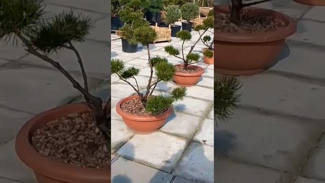 🤳Ниваки обзор #ниваки #бонсаи #садоводство #ландшафтный дизайн #хвойные смотреть онлайн