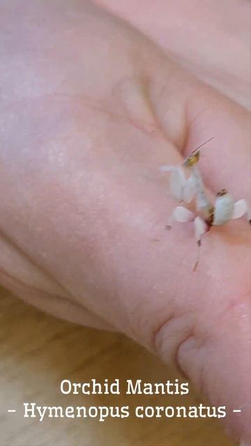 Our cute little orchid Mantis out for a stroll! смотреть онлайн