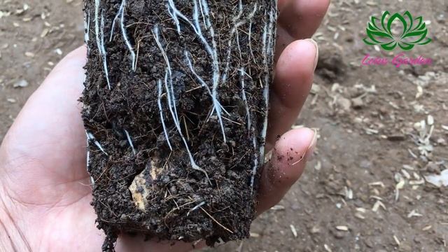 How to grow marigolds in pots from seeds | full information | easy for beginners смотреть онлайн