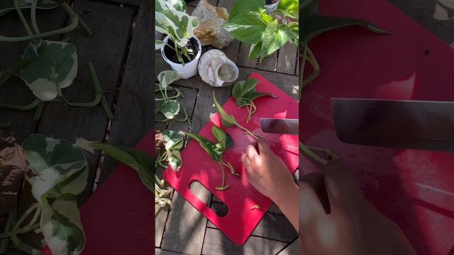 Easiest Way To Have More Pothos/ Devil’s Ivy Plant: Water Propagation смотреть онлайн