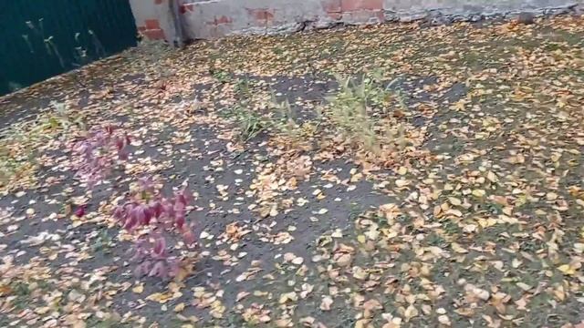 влог буду кормить машу смотреть онлайн