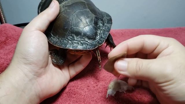 Help! Your Turtle's SHELL Is Peeling!! | What It Means! смотреть онлайн