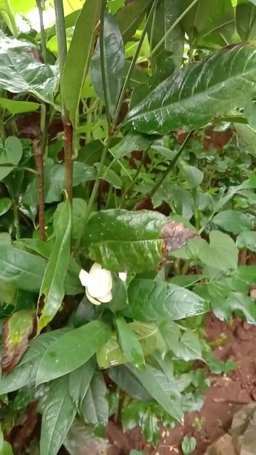 Kavati Chafa Blooming