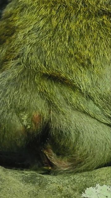 How mom Dana gave birth today? | смотреть онлайн