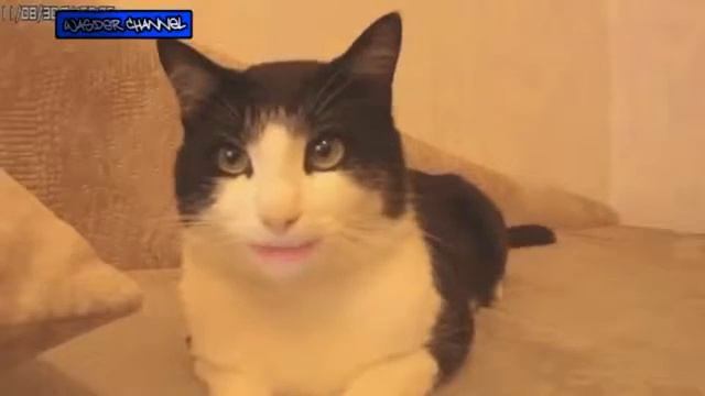 поющий кот барсик смотреть онлайн