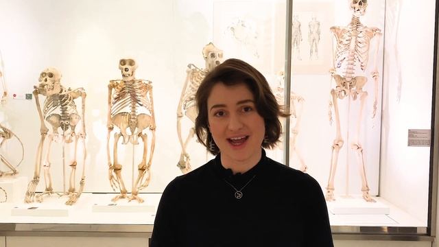 The evolutionary tale of chimpanzees and bonobos - LGBTQ+ tours смотреть онлайн