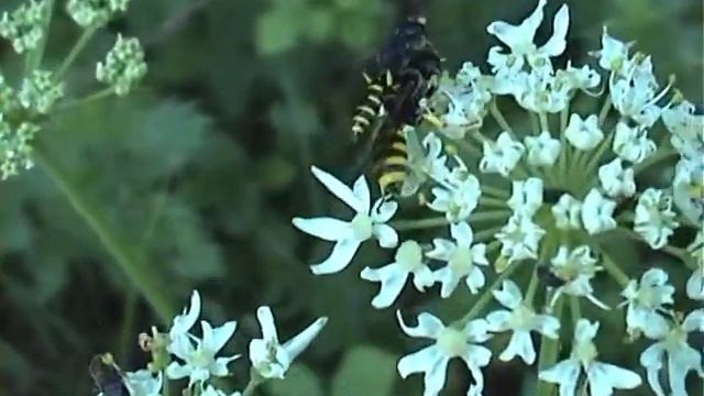 Ectemnius ruficornis kutilka смотреть онлайн