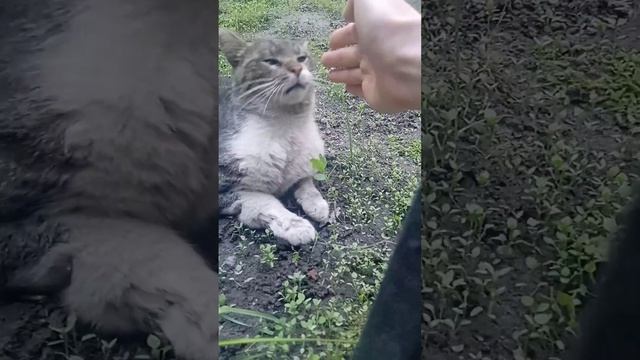 Кот потеряшка или выброшенный. Ищет дом прямо с улицы. Мест в приюте нет. да и сил у меня тоже смотреть онлайн