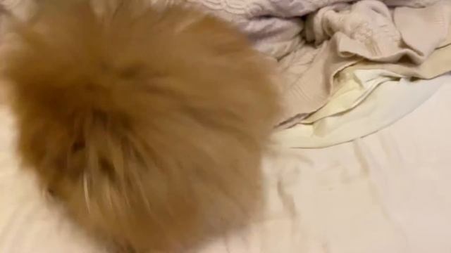 Померанский Шпиц - Марк Антоний с императорского дворца! смотреть онлайн