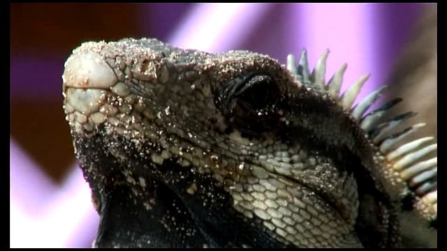 Wildlife of Belize смотреть онлайн
