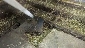 Транспортёр для удаления навоза.