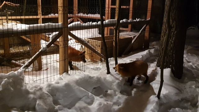 Алиса - лиса. Меня не ждали смотреть онлайн