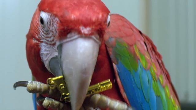 M.I.A. & The Partysquad - Double Bubble Trouble official music video Uncensored смотреть онлайн