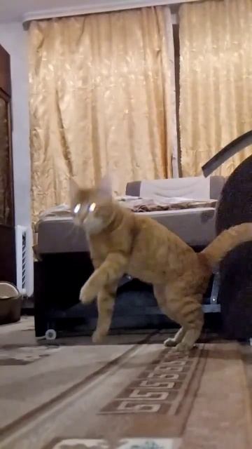 Встал на две лапы #кот #мем #животные #кеша #кошки #коты #кешафоксиснежинка #эдит #cat #cutecat смотреть онлайн