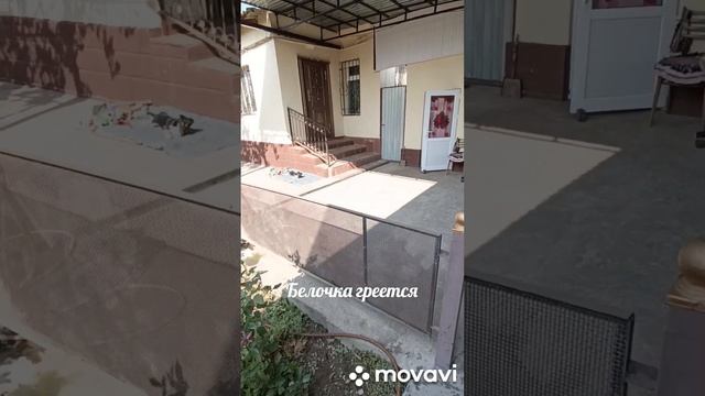 🐕🐕🐕 Белочка греется на ☀️ Грета 🐕🐕🐕 грызёт мосол,погода теплая плюс 24