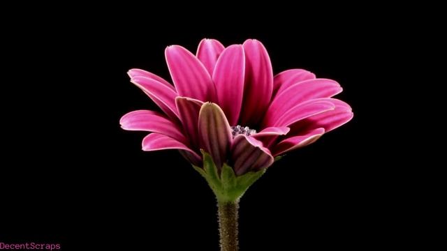 African Daisy Blooming, Time Lapse смотреть онлайн