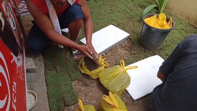How to Install The Bermuda Grass/PaanoMav LAGAY ng Grass #Grassing #landscape смотреть онлайн