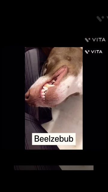 Belial Behemoth Beelzebub Asmodeus Satanas Lucifer |year zero| смотреть онлайн