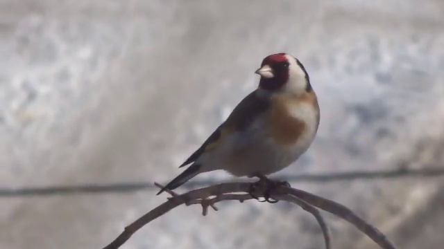 ЩЕГОЛ смотреть онлайн