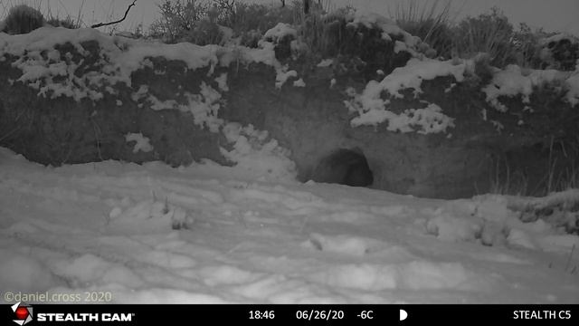 Gato Colocolo revisando madriguera de chingues. смотреть онлайн