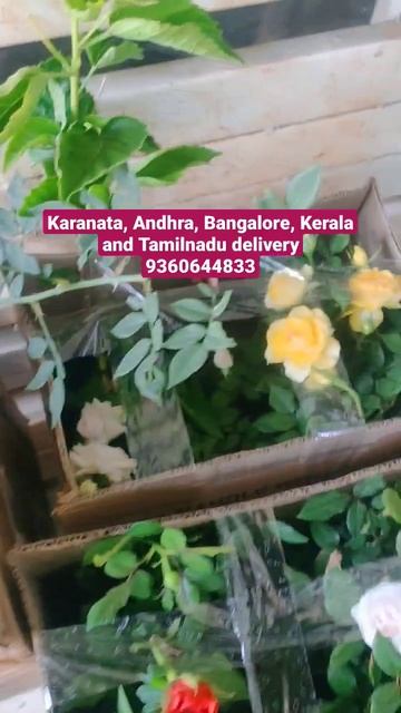 Today dispatch #customer #satisfaction#viral #reels #roses #rare #new #fruits #review#packing#lovel