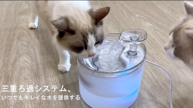 NPET 自動給水器WF100 LEDバージョン смотреть онлайн