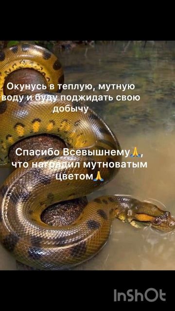 Мир животных🙏Лев. Змея. ф/с:animal world смотреть онлайн