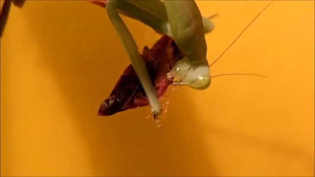 Mantis vs Kleiner Weinschwärmer 2 смотреть онлайн