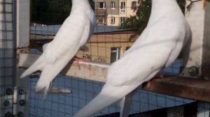 Ижевские и чистопольские голуби г. Муром тел. 89209037332