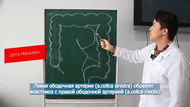 Кровоснабжение кишечника из нижней брыжеечной артерии Подготовил студент 4 курса ТМА Садуваккасов смотреть онлайн