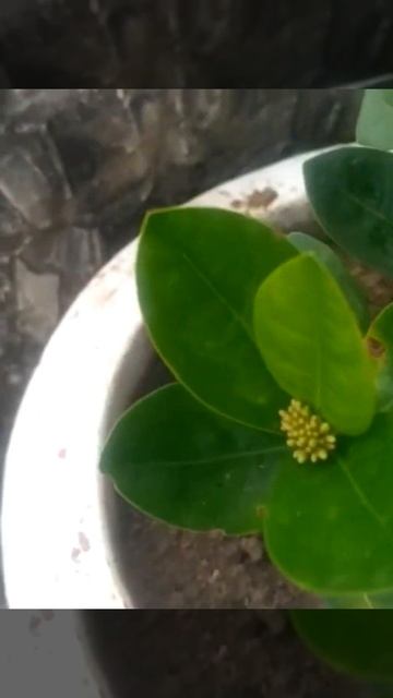 GARDEN PLANTS; YELLOW IXORIA /West Indian Jasmine смотреть онлайн