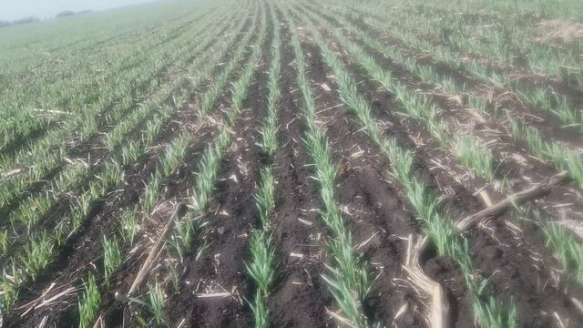 18.04.2019 ячмінь Еней, Джондір 750 смотреть онлайн