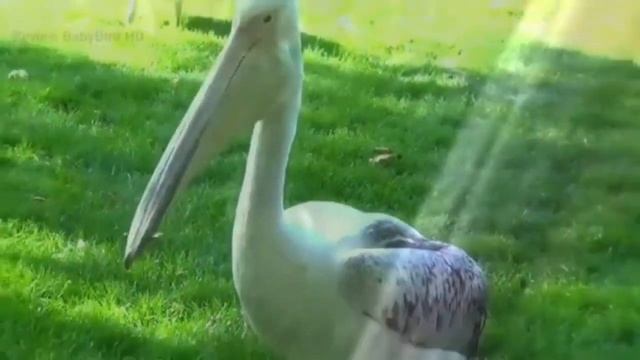 Great white pelican - Wikipedia,Catch birds for food #animals ... смотреть онлайн