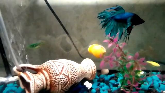 как кормить аквариумных рыб смотреть онлайн