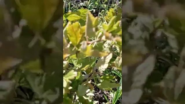 Вересень 2021р.Огляд теплиці з овочами і садок.🌱🌳 смотреть онлайн